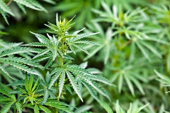 STF descriminaliza porte de maconha para uso pessoal: Corte fixa limite de 40g e sanções administrativas.