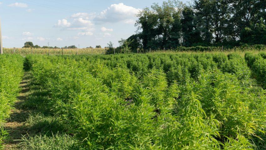 STJ reconhece cumprimento de regras sobre cânhamo industrial: ANVISA regulamenta cultivo, importação e comercialização.